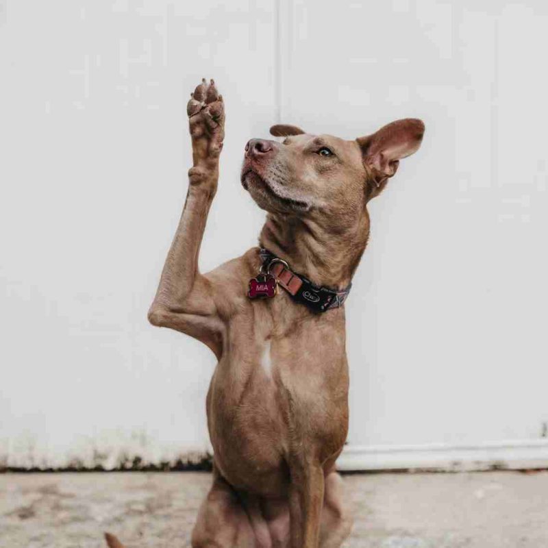 QUESTIONS UK CHARITY VENDORS