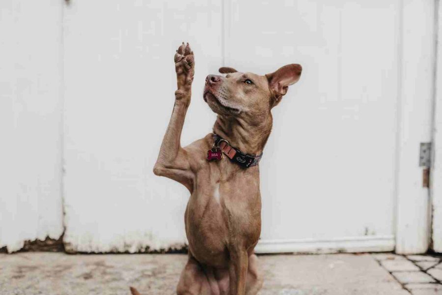 QUESTIONS UK CHARITY VENDORS